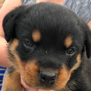 Meet your Posher, Owen